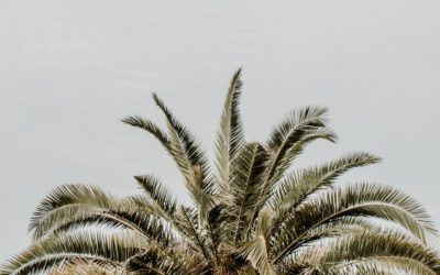 Organisches Wachstum im Unternehmen: die besten Strategien