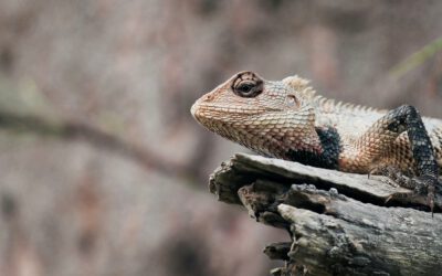 Anpassungsfähigkeit als Schlüssel zum Erfolg